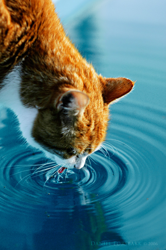 http://wisconsinanimals.homestead.com/files/QuickSiteImages/water_cat_drinking-water.jpg