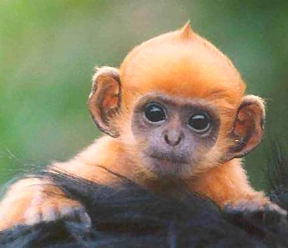 http://wisconsinanimals.homestead.com/ginger_monkey.jpg